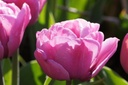 Tulipa Tabledance - BIO-1