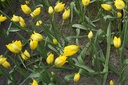 Tulipa sylvestris - BIO-2