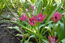 Tulipa Little Beauty - BIO-2