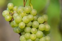 Witte druif (wijnstok) - BIO-2
