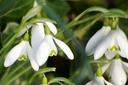 Sneeuwklokjes (Galanthus nivalis) BIO-2