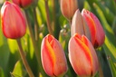 Tulipa Dafeng - BIO