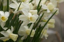 Narcissus Sailboat - BIO