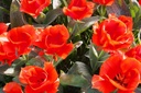Tulipa Giant Orange Sunrise - BIO