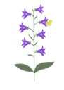 Campanula trachelium - BIO