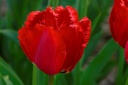 Tulipa Masterpeace - BIO
