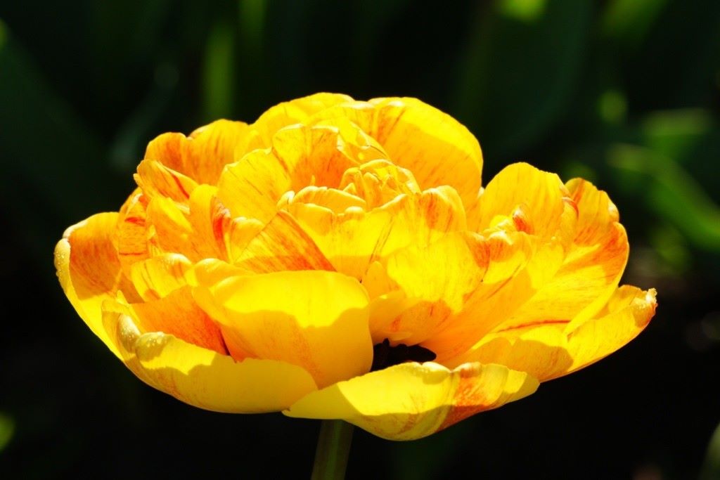 Tulipa Beauty Rose of Apeldoorn