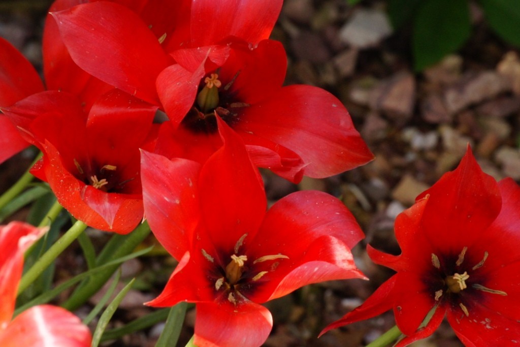 Tulipa Linifolia - BIO