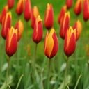 Tulipa Clusiana var.Chrysantha - BIO