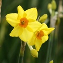 Narcissus Martinette - BIO