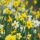 Narcissus MIX - BIO