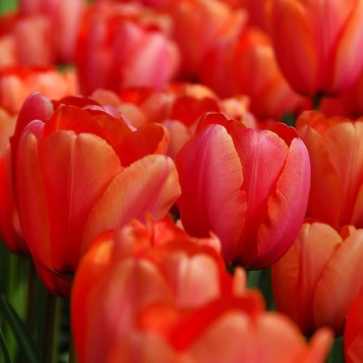 [A1121-7] Tulipa Apricot Impression - BIO (7 Zwiebeln)