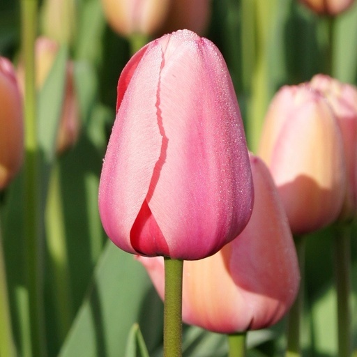 [A1015-7] Tulipa Pink Impression - BIO (7 Zwiebeln)