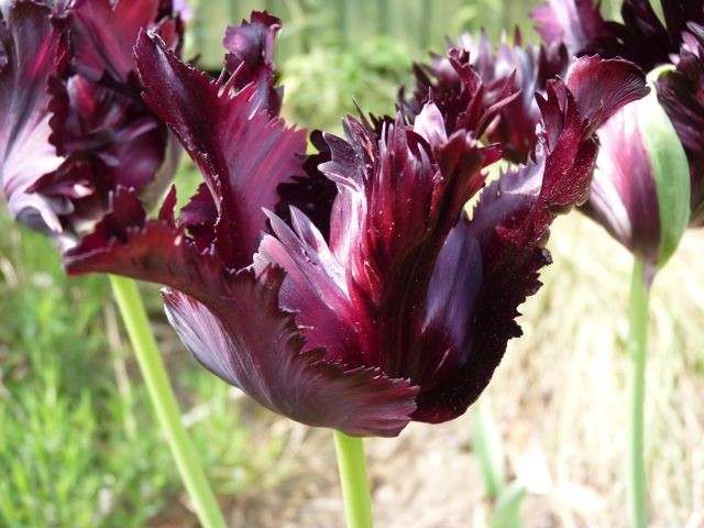 Tulipa Black Parrot - BIO
