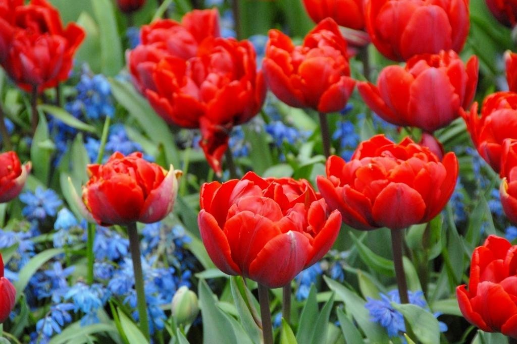 Tulipa Red Princess - BIO