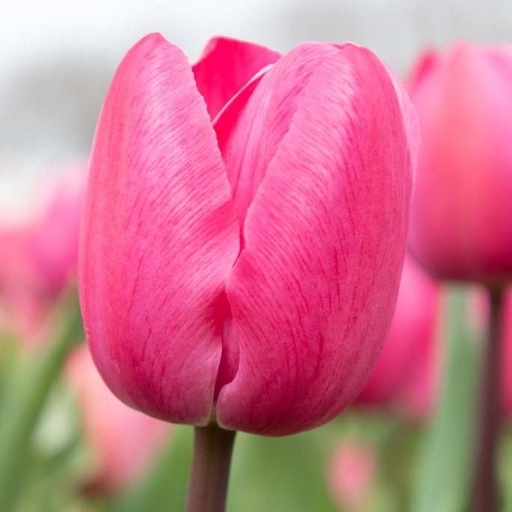 [A1130-7] Tulipa Tineke vd Meer - BIO (7 Zwiebeln)