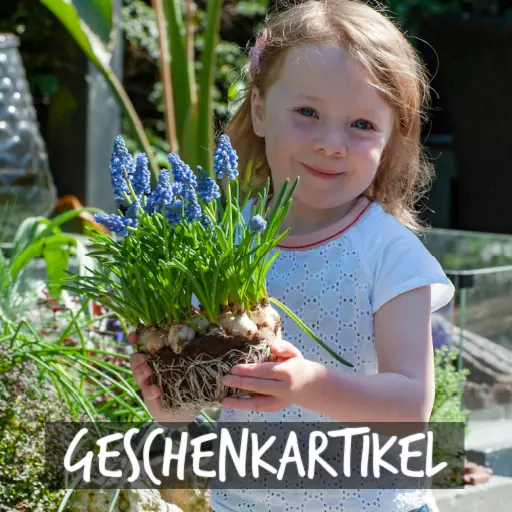 Bio-Blumenzwiebeln von Natural Bulbs als Geschenk