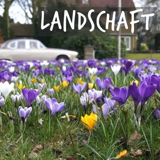 Natural Bulbs | Garten und Landschaft gestaltung