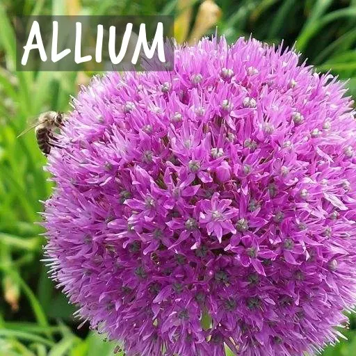 Natural Bulbs | Zierlauch