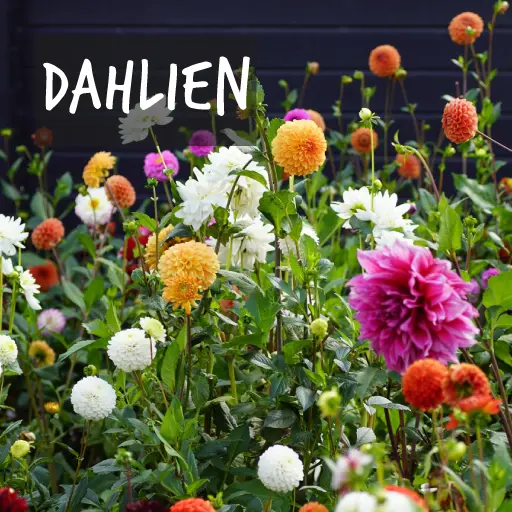 Biologisch angebaute Dahlien Natural Bulbs