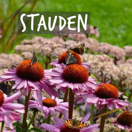 Biologisch angebaute Stauden Natural Bulbs