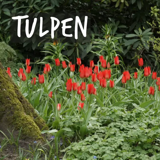 Bio-Tulpenzwiebeln Bio-Tulpenzwiebeln