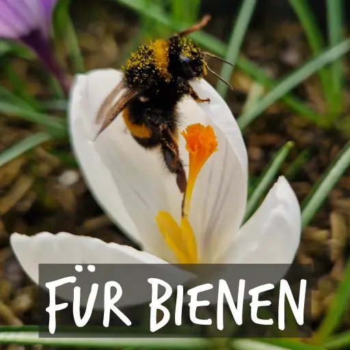 Bio-Blumenzwiebeln für Bienen Bio-Blumenzwiebeln für Bienen