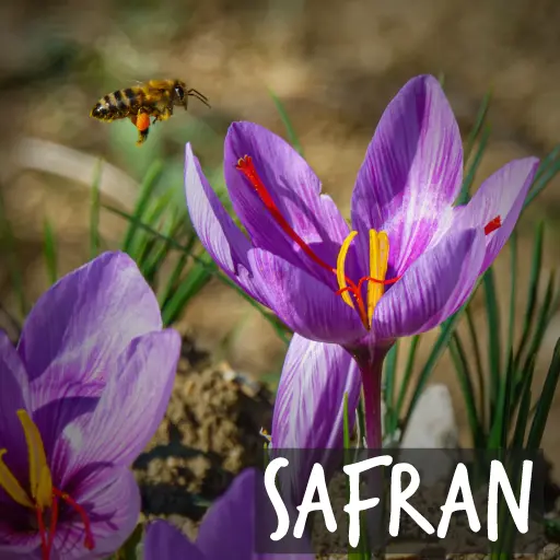 Bio-Crocus sativus – Safrankrokus Bio-Crocus sativus – Safrankrokus