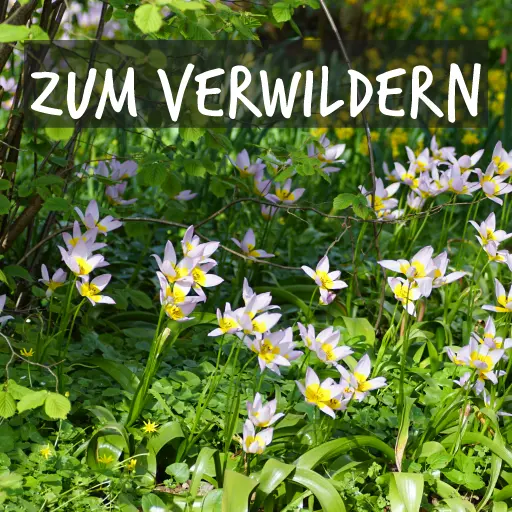 Bio-Blumenzwiebeln, geeignet für die Auswilderung Bio-Blumenzwiebeln, geeignet für die Auswilderung
