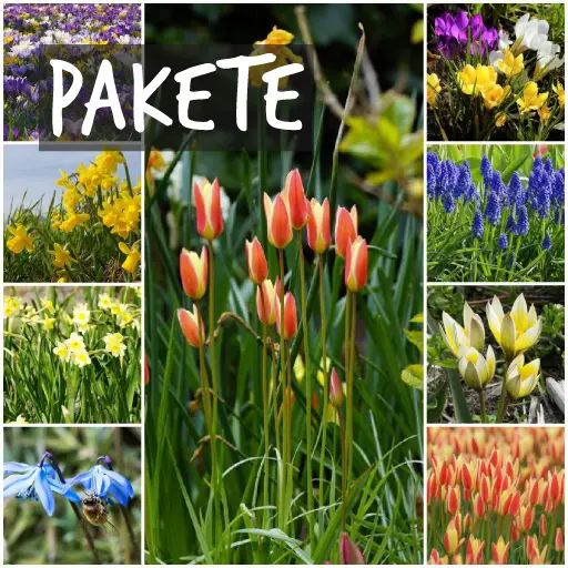 Pakete mit Bio-Blumenzwiebeln Pakete mit Bio-Blumenzwiebeln