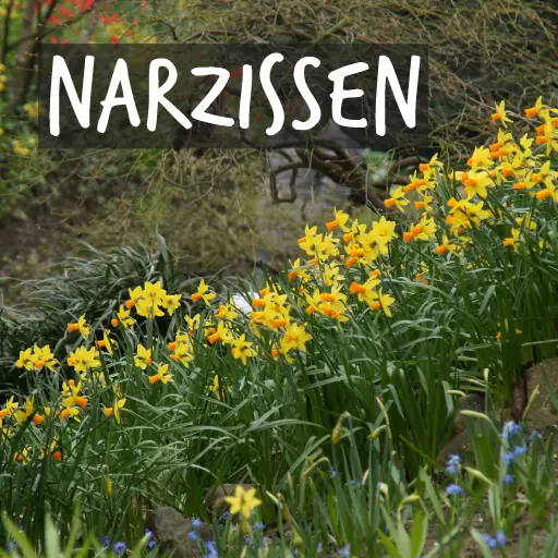 Bio-Narzissenzwiebeln Bio-Narzissenzwiebeln