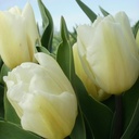 Tulipa White Flag - BIO-1