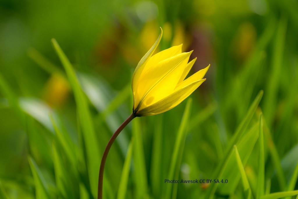 Tulipa sylvestris - BIO-1