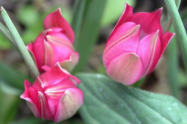 Tulipa Little Beauty - BIO-1