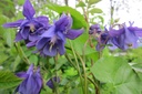 Aquilegia vulgaris - BIO-1