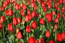 Tulipa Red Impression - BIO-1