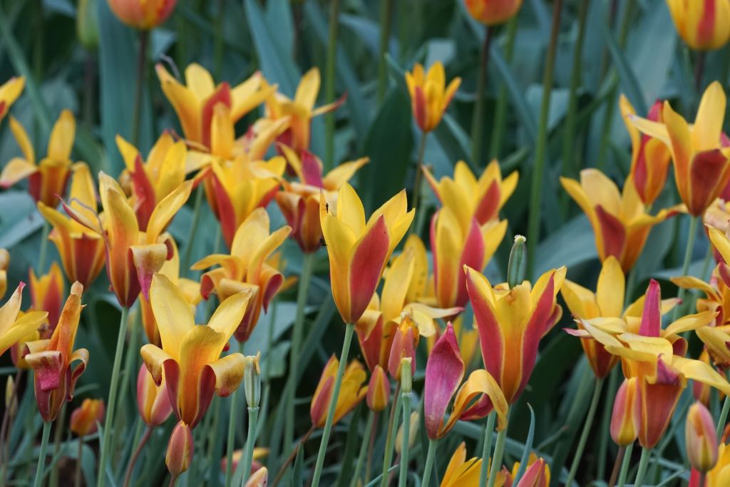 Tulipa clusiana var.chrysantha - BIO-1