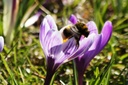 Krokus King of Striped - BIO-1