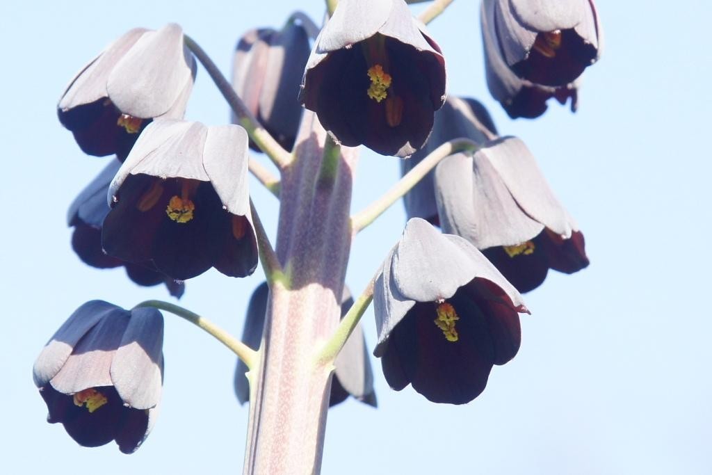 Fritillaria persica - BIO -2