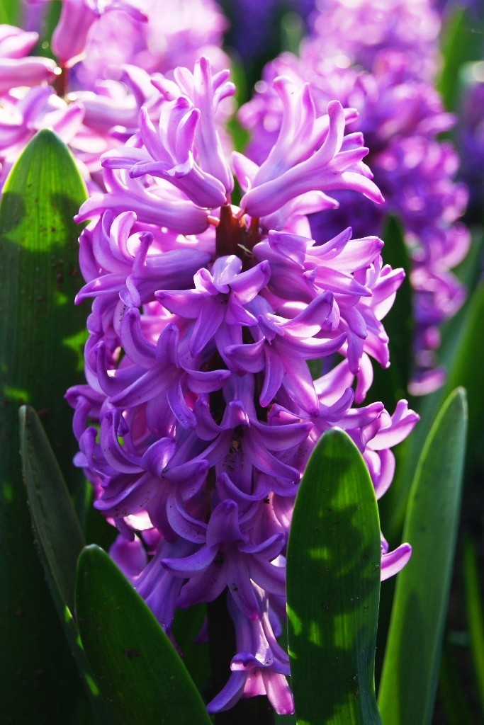Hyacint Splendid Cornelia - BIO-2