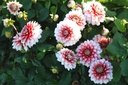 Dahlia Larry's Love - BIO-2