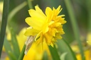 Narcissus Tete Rosette - BIO-3
