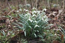 Sneeuwklokjes (Galanthus elwesii) BIO-3