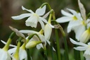 Narcissus Thalia - BIO-3