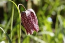 Fritillaria Meleagris - BIO -3