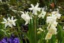 Narcissus Thalia - BIO-4