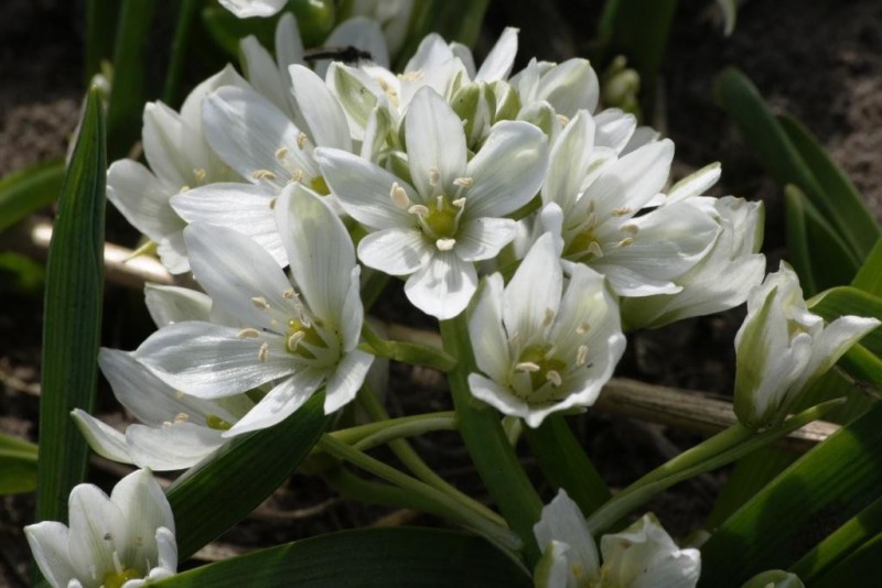 Ornithogalum balansae - BIO 