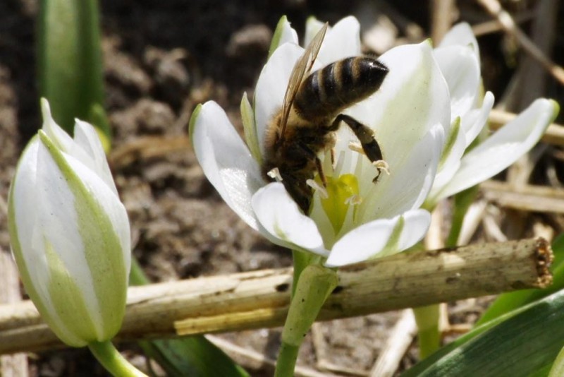 Ornithogalum balansae - BIO 