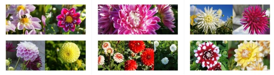 Zomer dahlia's BIO 36 stuks