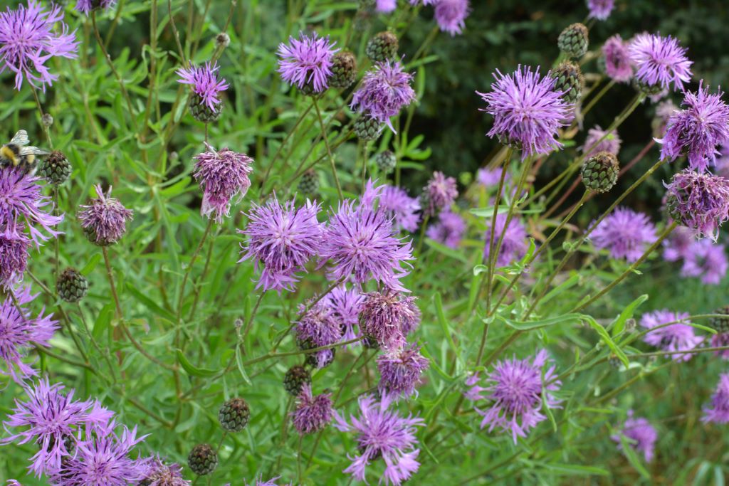 Centaurea scabiosa - BIO